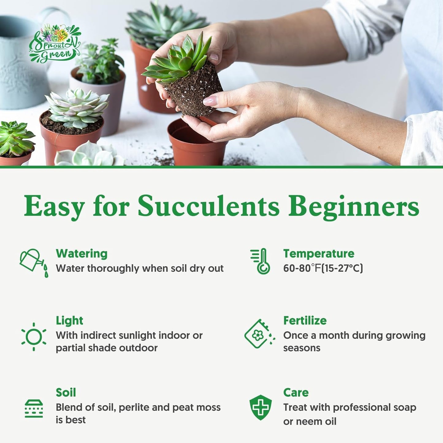 Watch Chain Succulent with White Stripe Pot, Rare Live Crassula muscosa Plant, Home Office Indoor Outdoor Wedding Decoration DIY Projects Party Favor