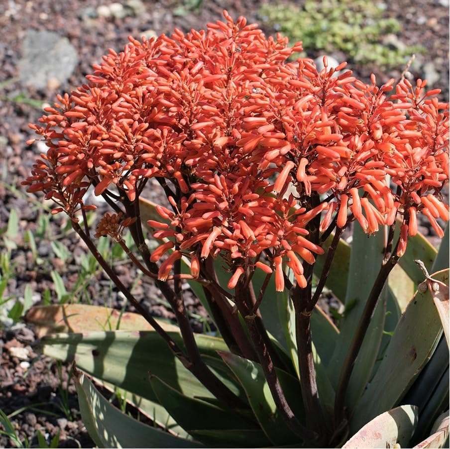 Coral Aloe Plants (Aloe striata) - Live Succulent with Striking Pink Edges and Smooth, Flat Leaves for Indoor/Outdoor Gardening (2 Coral Aloe sacs)