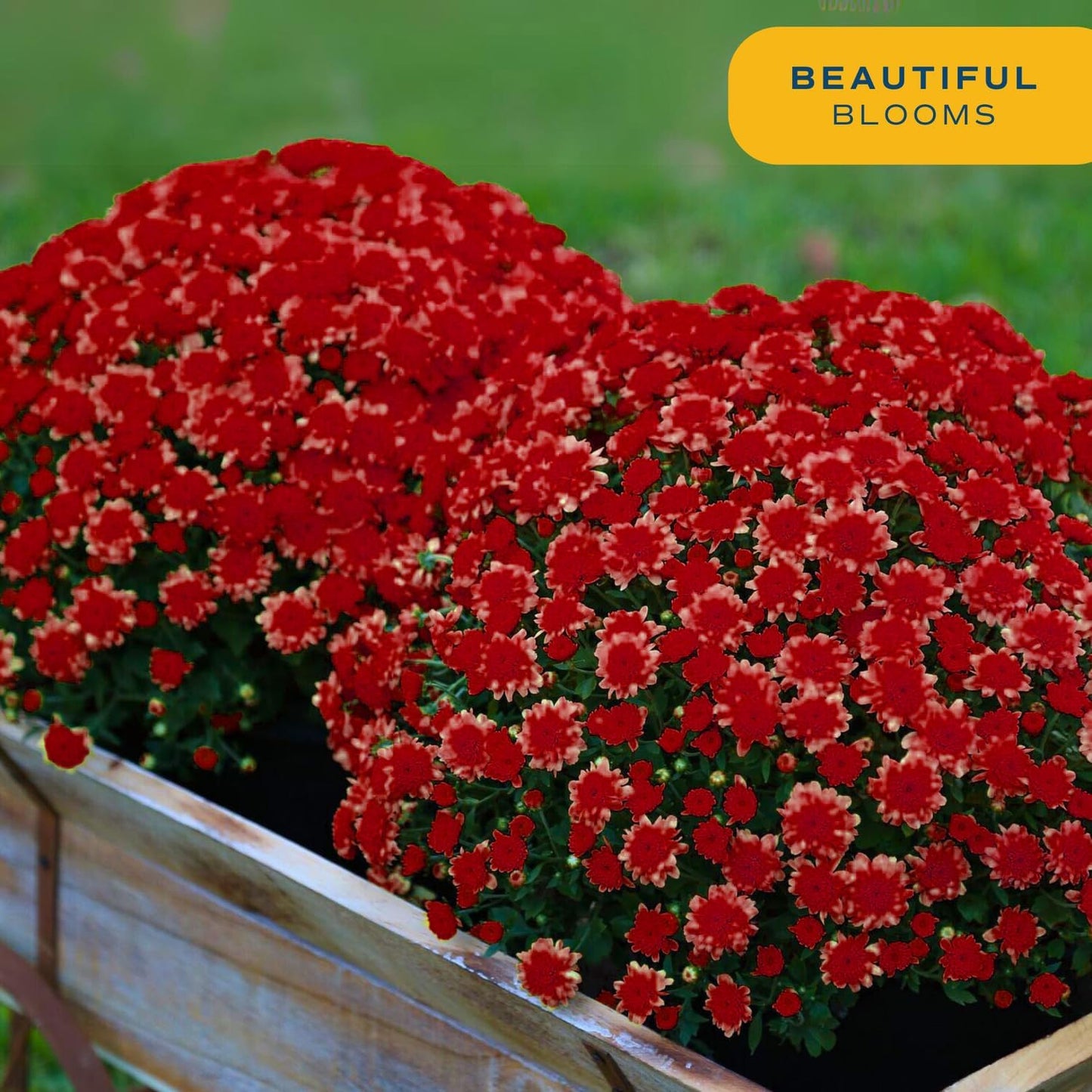 Costa Farms Live Plants – Fall Mums 2-Pack (Red) in Color Pots | 3 Qt. Seasonal Houseplants & Outdoor Flowers for Porch, Patio, or Garden | Ships in Bud Form for Longer Bloom