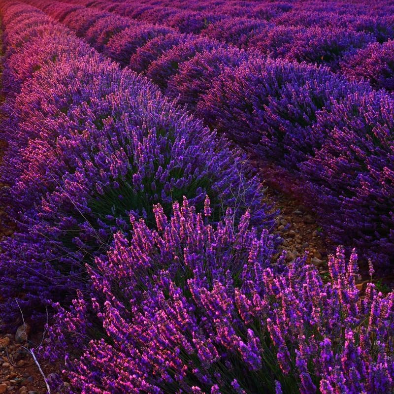 Set 2 Lavender Plants Live, Lavandula Perennial Flower Plants Indoor Outdoor, Well Rooted Plugs 3 to 5 Inch Tall to Grow (Purple Lavender)