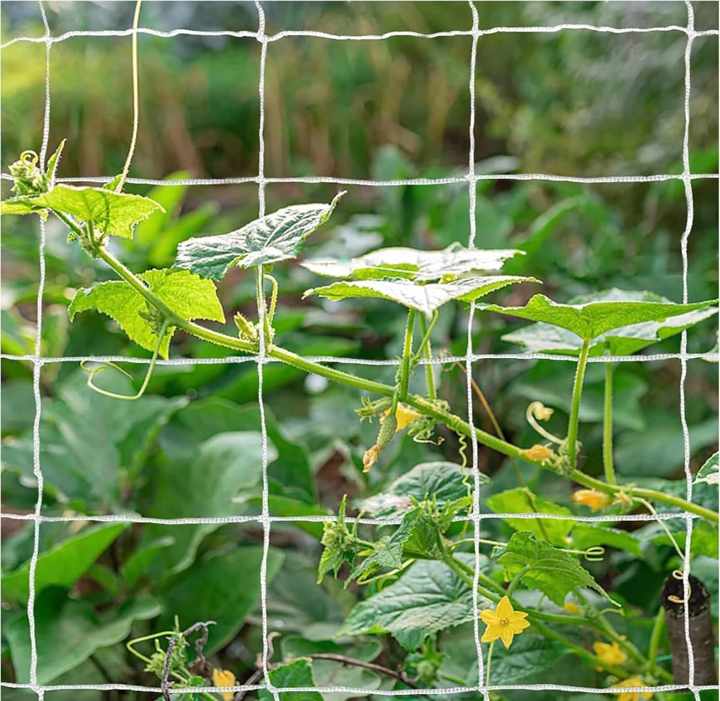 OLDMACDONALD Heavy Duty Polyester Trellis Netting Bulk Roll, 5ft x 350ft (60” x 350’ | 1.52m x 106.5m), 6" (15 cm) Squares, Heavy Duty Scrog Net Climbing Plants Vegetables Fruits Flowers Growing Vine