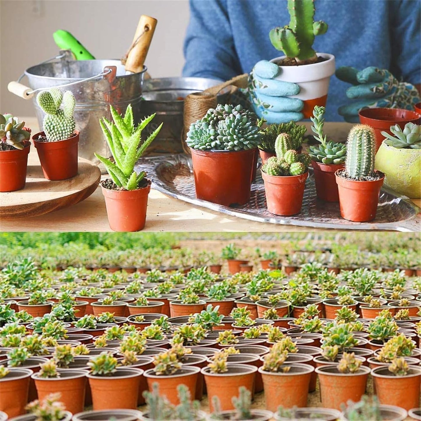100 Pcs 7.5 Inch Plastic Plant Nursery Pots Reusable Pots for Succulents Seedlings Cuttings Transplanting with Drainage Holes