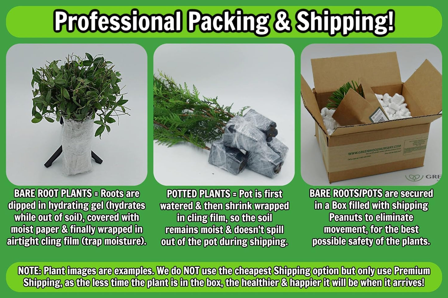 Greenwood Nursery: Live Perennial Plants - Blue False Indigo + Baptisia Australis - [Qty: 1x Pint Pot] - (Click for Other Available Plants/Quantities)