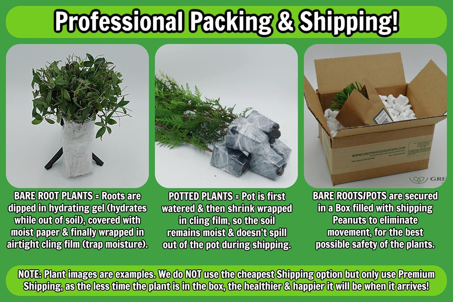 Greenwood Nursery: Live Perennial Plants - Autumn Brilliance Fern + Dryopteris Erythrosora - [Qty: 3X Pint Pots] - (Click for Other Available Plants/Quantities)