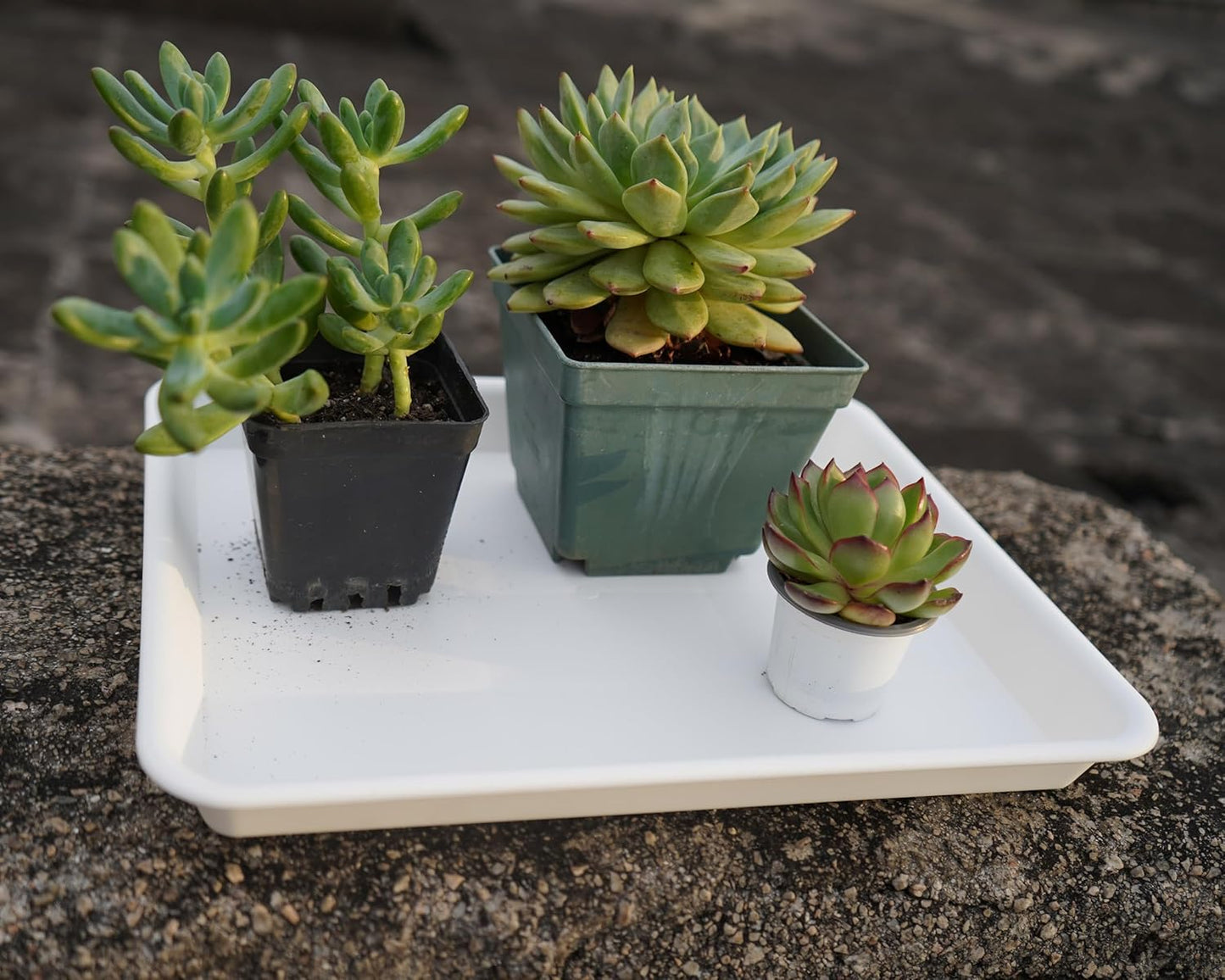 Plant Saucer Growing Tray, Seed Starter Tray Rectangular, Heavy Sturdy Plastic Plant Saucers Drainage Trays, Plant Drip Trays for Pots, Seed Starter Growing Tray (11 x 9 inch, 1 Pack)