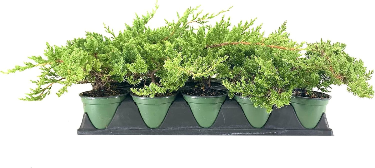 Dwarf Japanese Garden Juniper | 5 Live 4 Inch Pots | Juniperus Procumbens Nana | Drought Tolerant Evergreen Groundcover | Great Plants for Bonsai