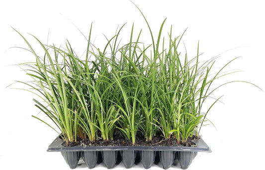 Evergreen Giant Liriope Muscari - 30 Live Plants - Drought Tolerant Low Maintenance Evergreen Groundcover Grass