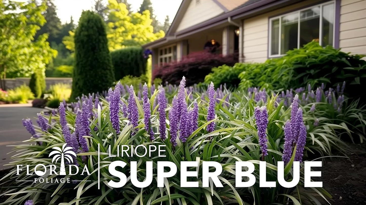 Liriope Super Blue | 40 Live Plants | Liriope muscari 'Super Blue' | Ornamental Ground Cover Plants | Shade-Tolerant Landscaping Perennial