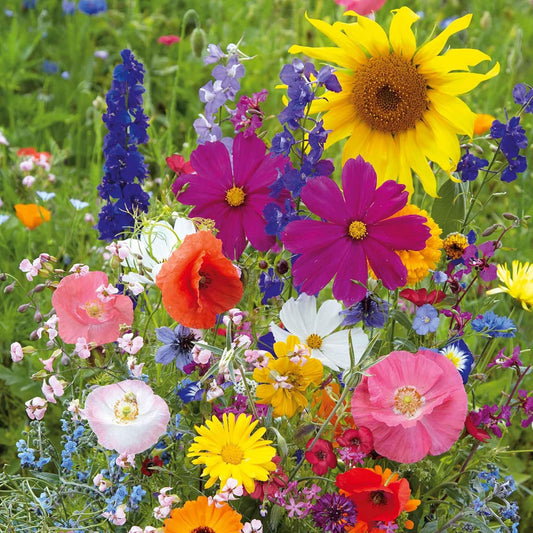 Eden Brothers Fairytale Flower Mixed Seeds for Planting, 1/4 lb, 120,000+ Seeds with Calendula, Cosmos Dazzler, Cornflower, Attracts Pollinators, Plant in Spring or Fall, Zones 3, 4, 5, 6, 7, 8, 9, 10