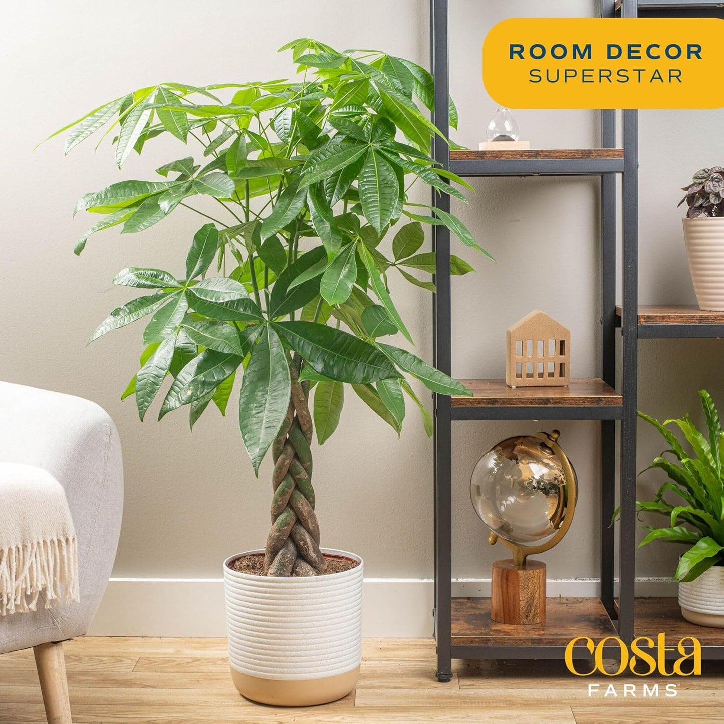 Costa Farms Money Tree Live Plants, Pack of 2 | Easy to Grow Indoor Houseplants in 10-Inch Plant Pots | 3-4 Feet Tall Bonsai | Home, Office, or Room Decor | Birthday, Housewarming Gift