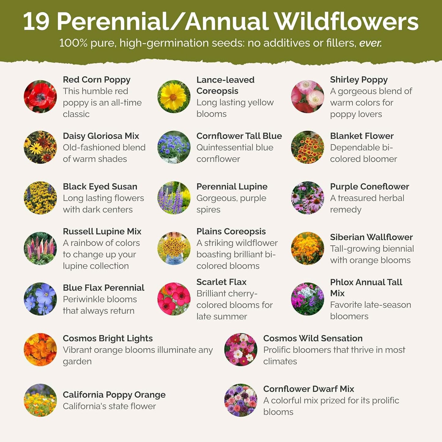 Eden Brothers Burst of Bloom Wildflower Mixed Seeds for Planting, 1 lb, 480,000+ Seeds with Cosmos, Black Eyed Susan | Attracts Pollinators, Plant in Spring or Fall, Zones 3, 4, 5, 6, 7, 8, 9, 10