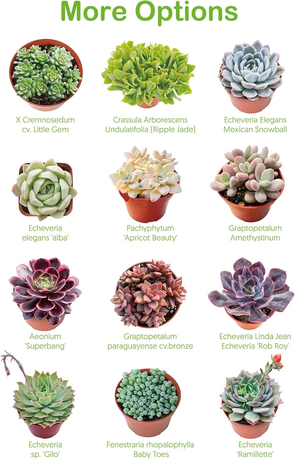 Live Succulent Echeveria 'Mottled Deer', Approx 2-inch Large, Potted Succulents, Fully Rooted, Easy Care House Plants