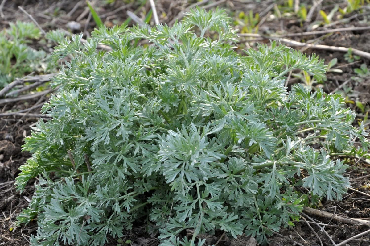Organic Wormwood Plant, (Artemisia Absinthium) 2.5-inch Pot