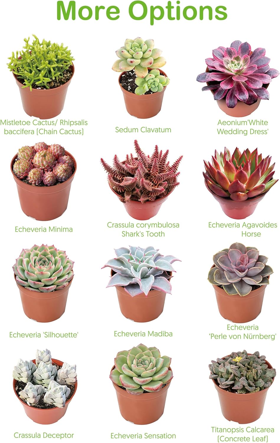 Live Succulent Plants Echeveria 'Agavoides Horse', Easy Care Potted Succulents, Approx 4" D x 4" H, Indoor Houseplant, Unique Gifts, Home Office Décor