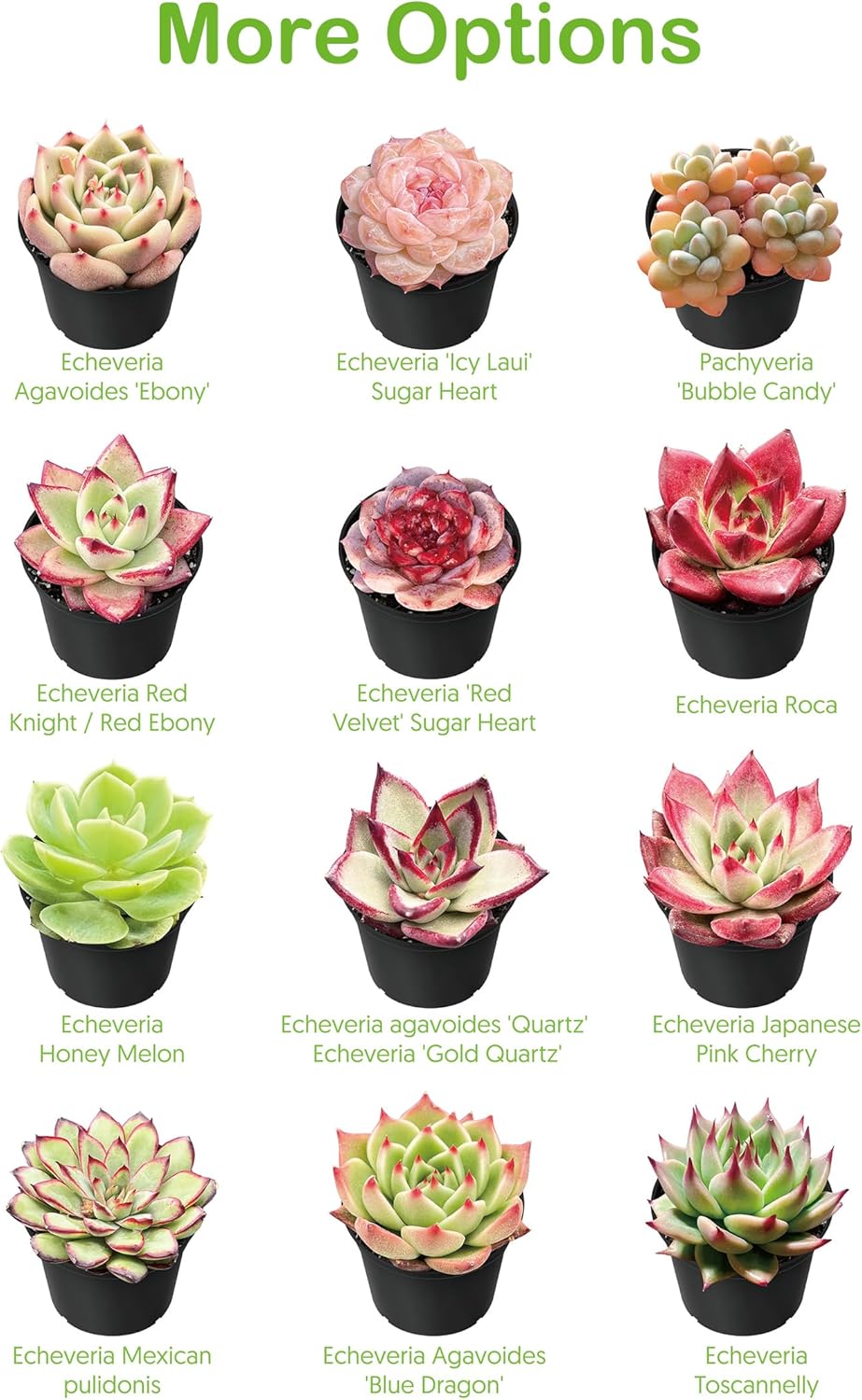 Live Succulent Plants Echeveria 'Agavoides Horse', Easy Care Potted Succulents, Approx 4" D x 4" H, Indoor Houseplant, Unique Gifts, Home Office Décor