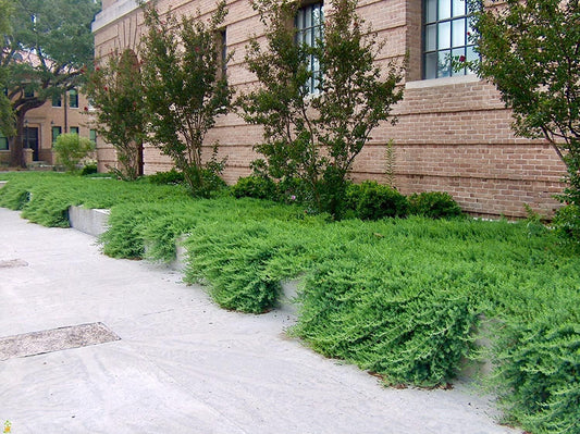 Juniper Blue Pacific - 30 Live Plants - Drought Tolerant Cold Hardy Evergreen Ground Cover