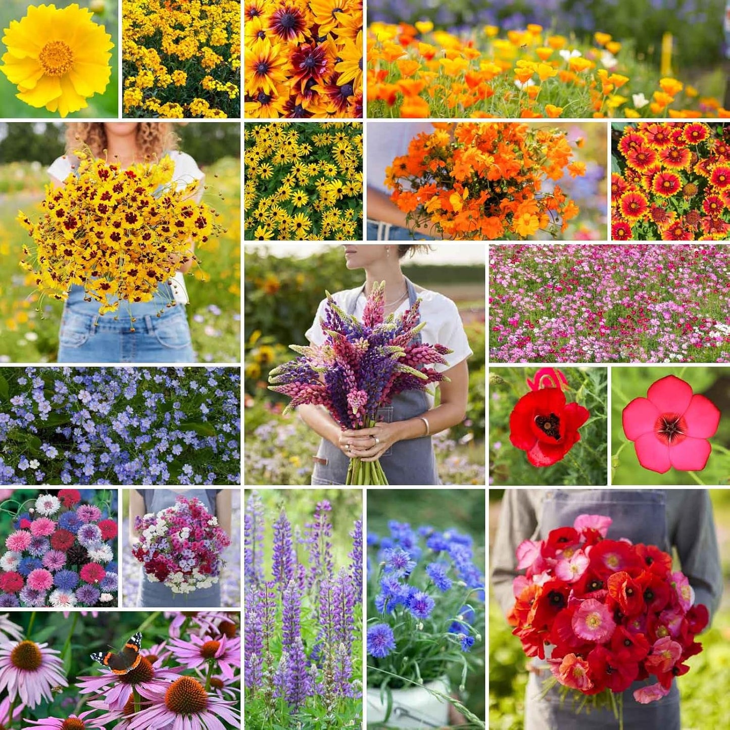 Eden Brothers Burst of Bloom Wildflower Mixed Seeds for Planting, 10 lb, 4,800,000+ Seeds with Cosmos, Black Eyed Susan | Attracts Pollinators, Plant in Spring or Fall, Zones 3, 4, 5, 6, 7, 8, 9, 10