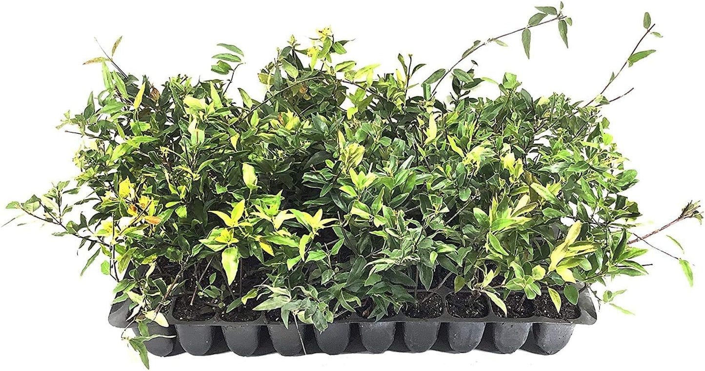 Carolina Jasmine | 50 Live Plants | Gelsemium Sempervirens | Fragrant Yellow Blooms, Evergreen Vine, Low Maintenance, Fast Growing, Climbing, Attracts Pollinators, Garden Trellis