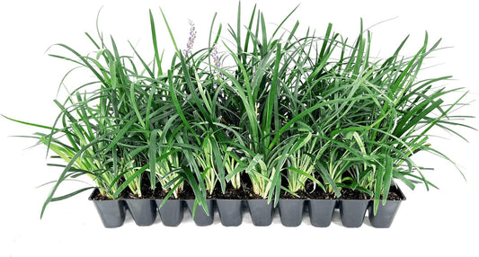 Liriope Super Blue | 10 Live Plants | Liriope muscari 'Super Blue' | Ornamental Ground Cover Plants | Shade-Tolerant Landscaping Perennial
