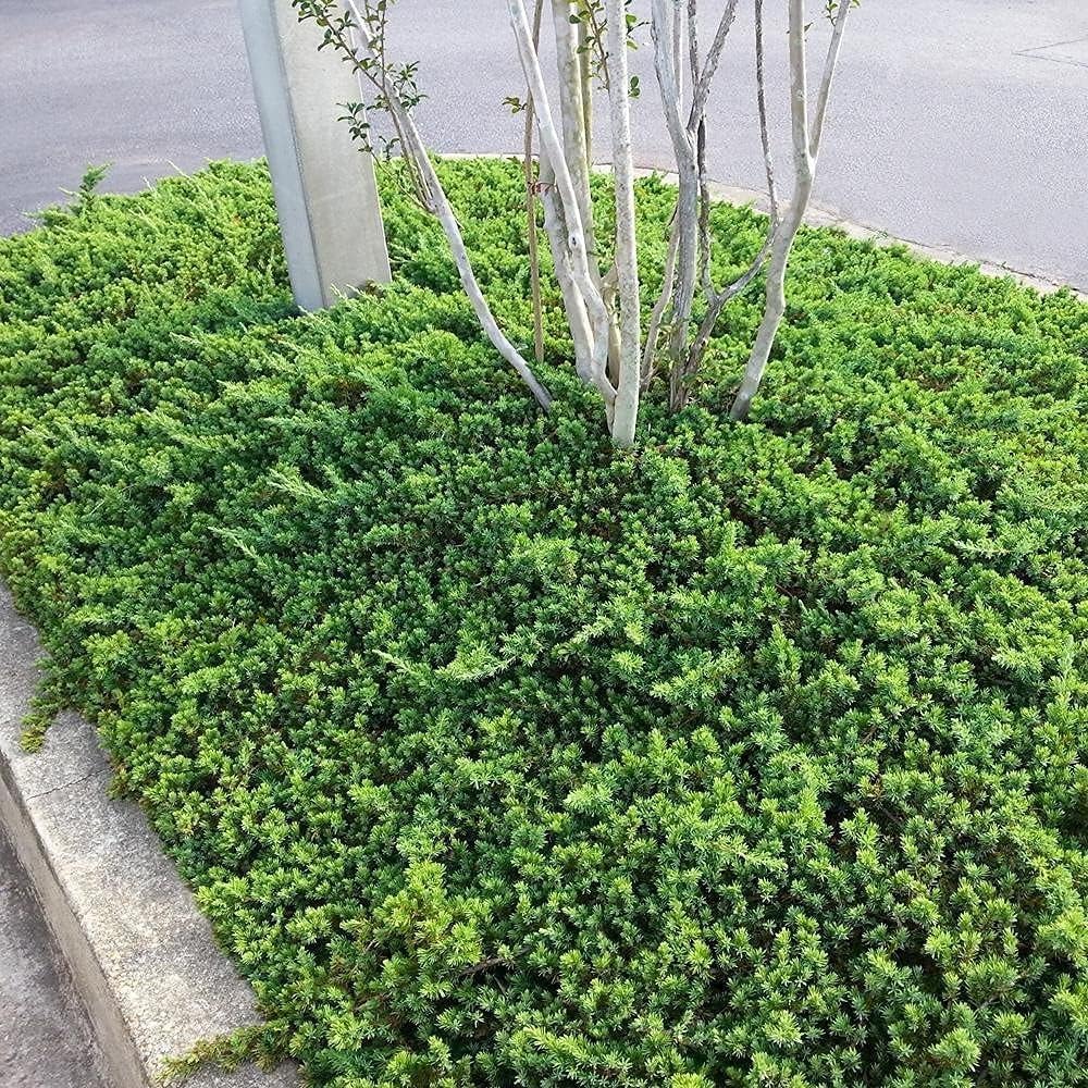 Dwarf Japanese Garden Juniper | 3 Live 4 Inch Pots | Juniperus Procumbens Nana | Drought Tolerant Evergreen Groundcover | Great Plants for Bonsai