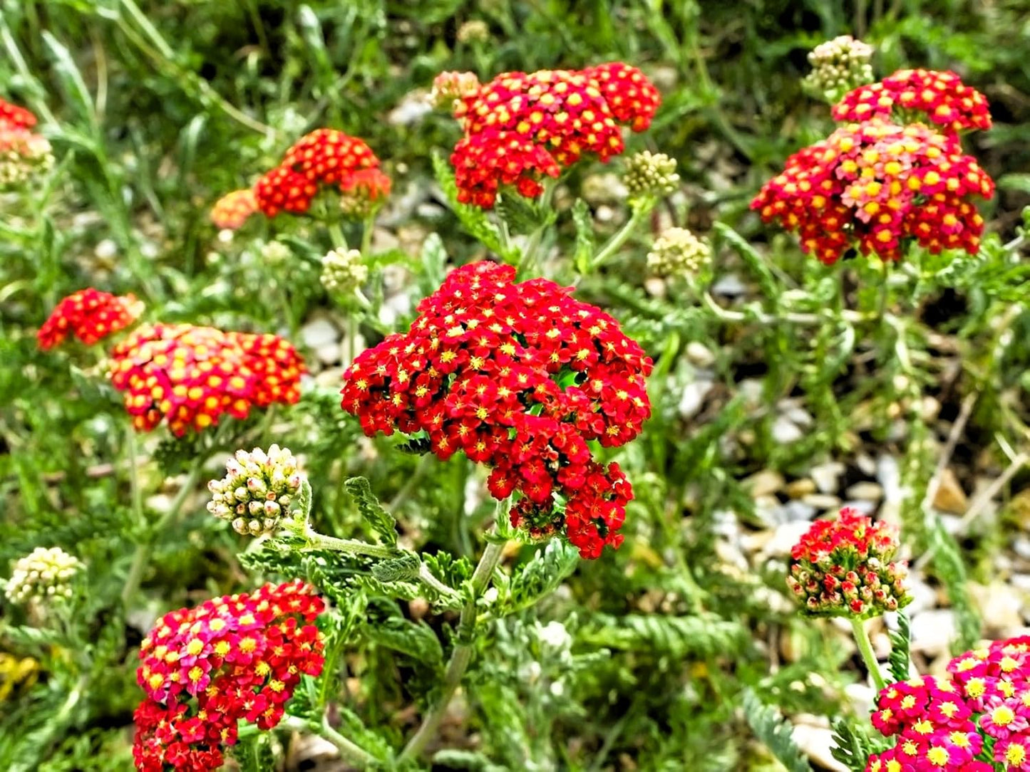 Greenwood Nursery: Live Perennial Plants - Achillea New Vintage Red Yarrow - [Qty: 3X Pint Pots] - (Click for Other Available Plants/Quantities)