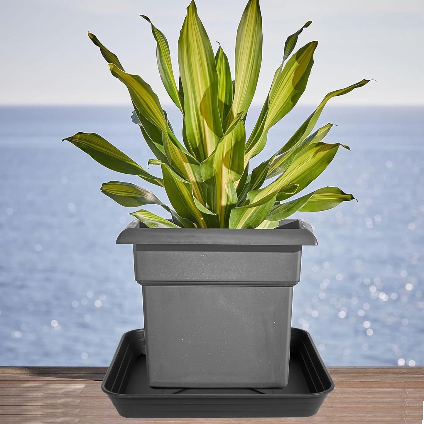 2 Pack Square Plant Saucer Tray 14 inch, Heavy Duty Plastic Plant Saucers for Indoors Outdoor, Flower Plant Drip Trays for Pots, Square Seed Starting Tray, Seedling Growing Trays