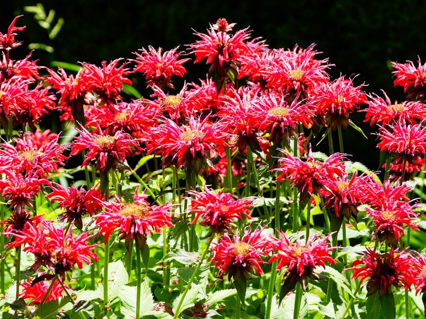 Greenwood Nursery: Live Perennial Plants - Bee Balm Jacob Cline + Monarda Didyma - [Qty: 2X Pint Pots] - (Click for Other Available Plants/Quantities)