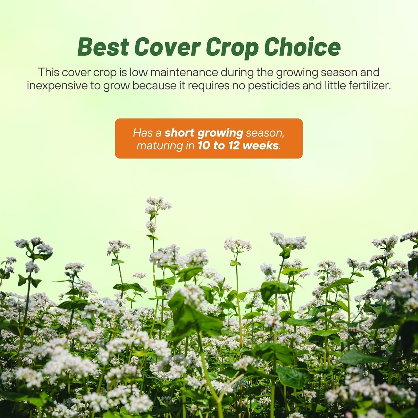 Outsidepride Buckwheat Seeds - 50lbs Annual, Fast-Growing, Easy to Grow Buckwheat Cover Crop Seeds for Green Manure, Bee Pasture & Pollinators, Wildlife Habitat, Soil Improvement, and Erosion Control
