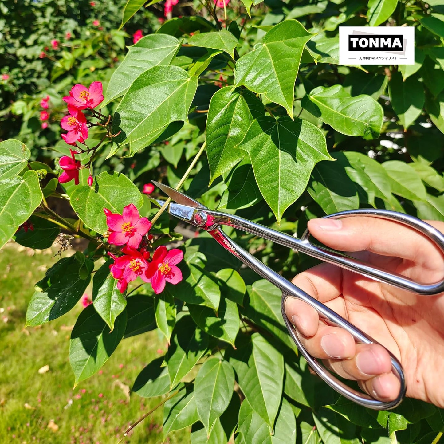 TONMA Satsuki Bonsai Scissors [Made in Japan] Professional 8.5 inch Garden Bonsai Tools Japanese Stainless Steel Hasami Pruning Scissors with Micro Serrated, Mirror Finish Process