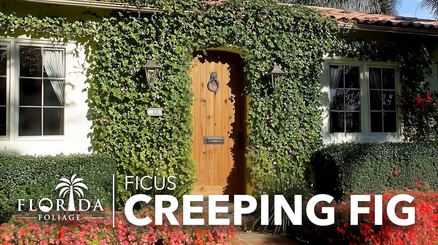Creeping Fig Vine | 40 Live Plants | Ficus Pumila | Fast-Growing Ground Cover | Evergreen Climbing Vine for Walls & Trellises