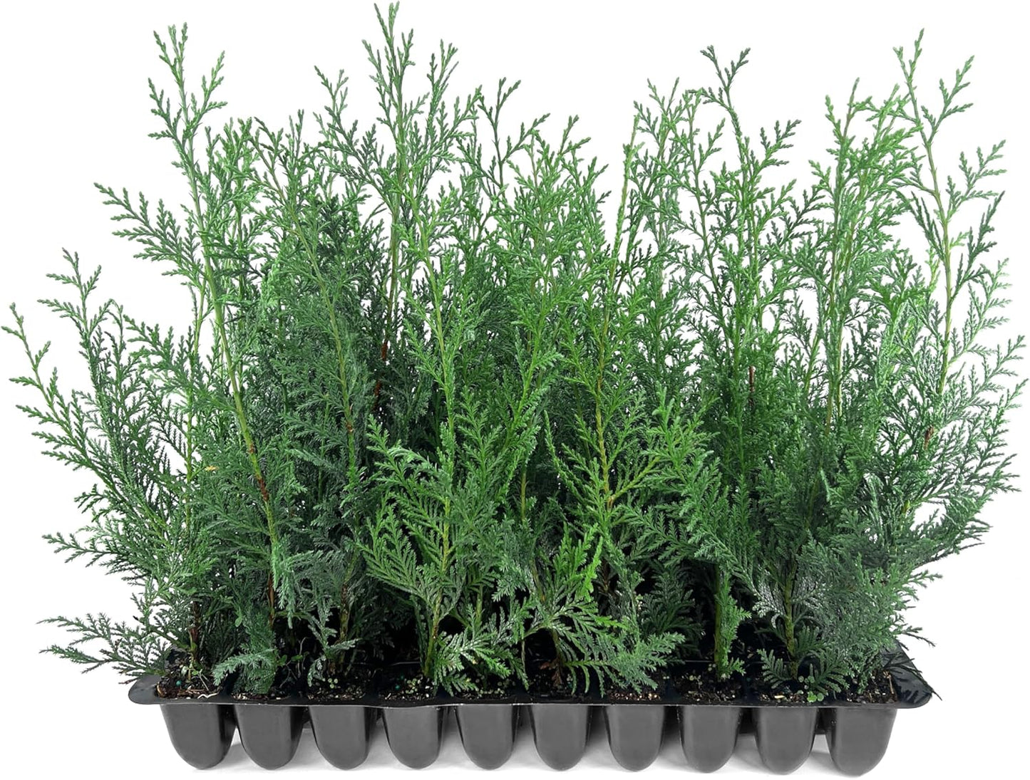 Leyland Cypress | 30 Live Plants | Cupressocyparis leylandii | Fast Growing Privacy Trees, Evergreen Landscape Plants, Drought Tolerant, Low Maintenance, Windbreak, Hardy
