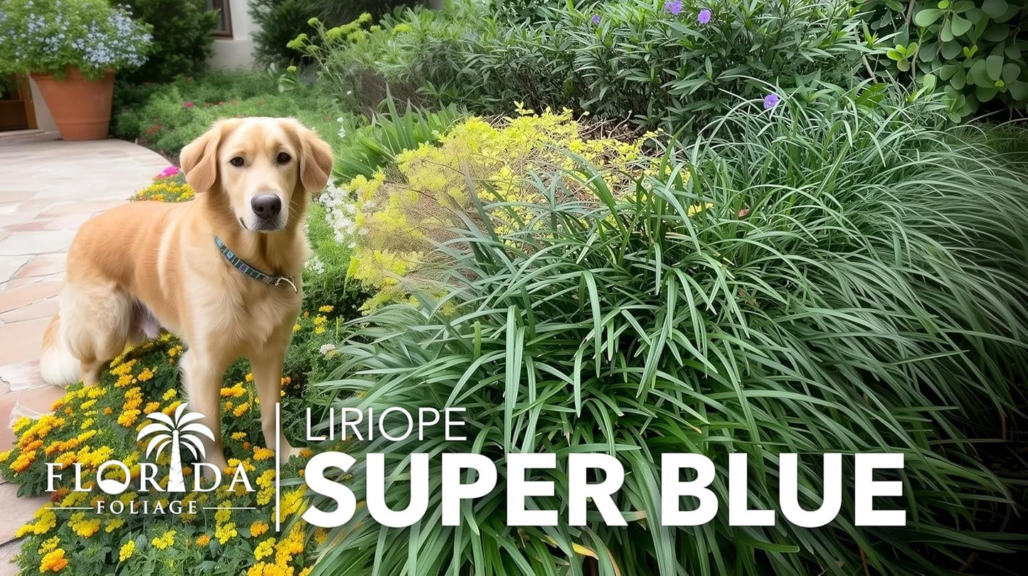 Liriope Super Blue | 5 Live 4 Inch Plants | Liriope muscari 'Super Blue' | Ornamental Ground Cover Plants | Shade-Tolerant Landscaping Perennial