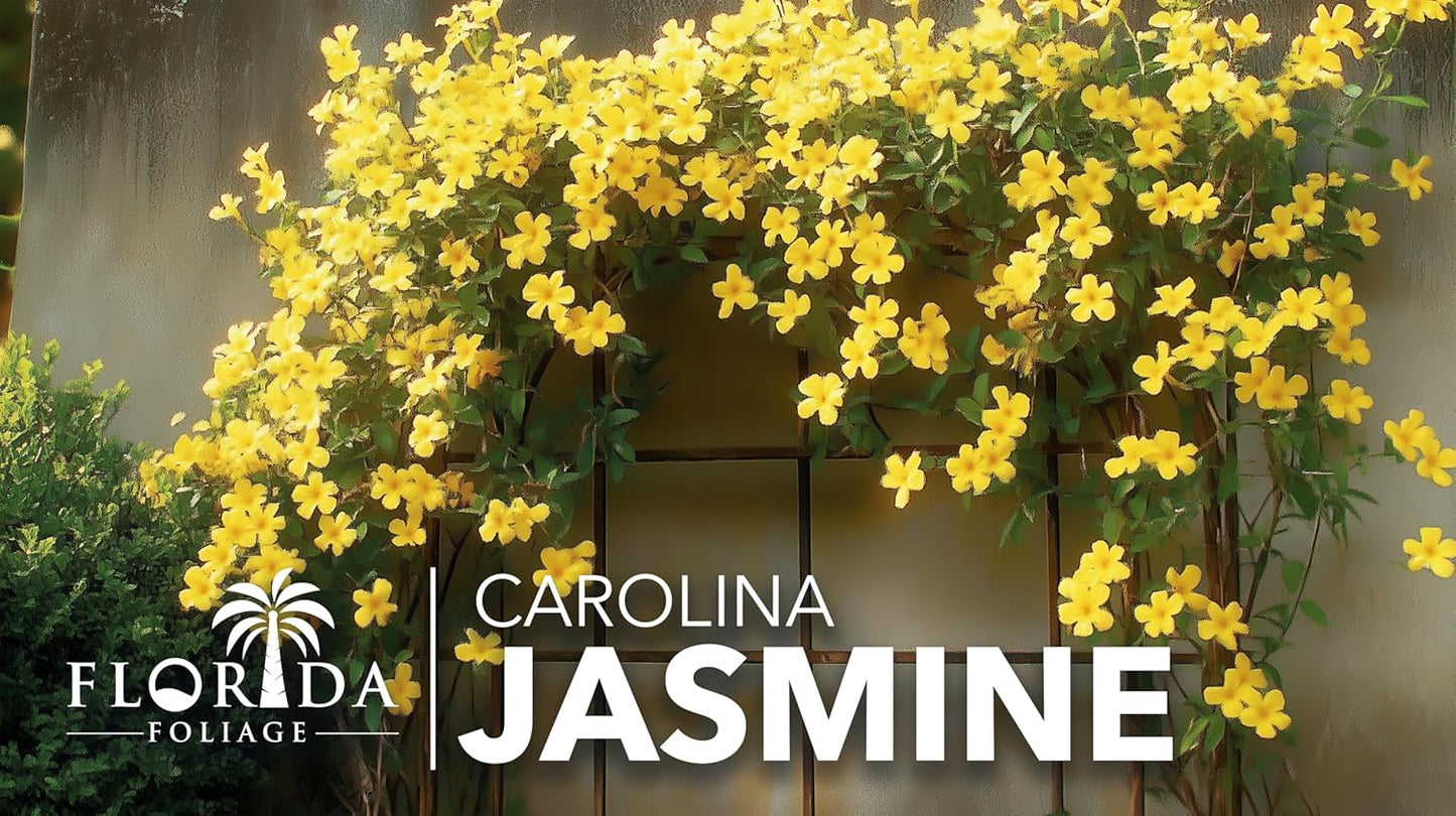 Carolina Jasmine | 40 Live Plants | Gelsemium sempervirens | Fast-Growing Flowering Vine for Trellises & Fences | Climbing Landscape Plants