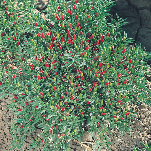 Thai Ornamental Hot Pepper 0.25 Oz ~3,000 Seeds – Non-GMO, Heirloom, Open-Pollinated – 50K–100K SHU – Compact, Upright Plants – Edible & Decorative – Heat-Tolerant