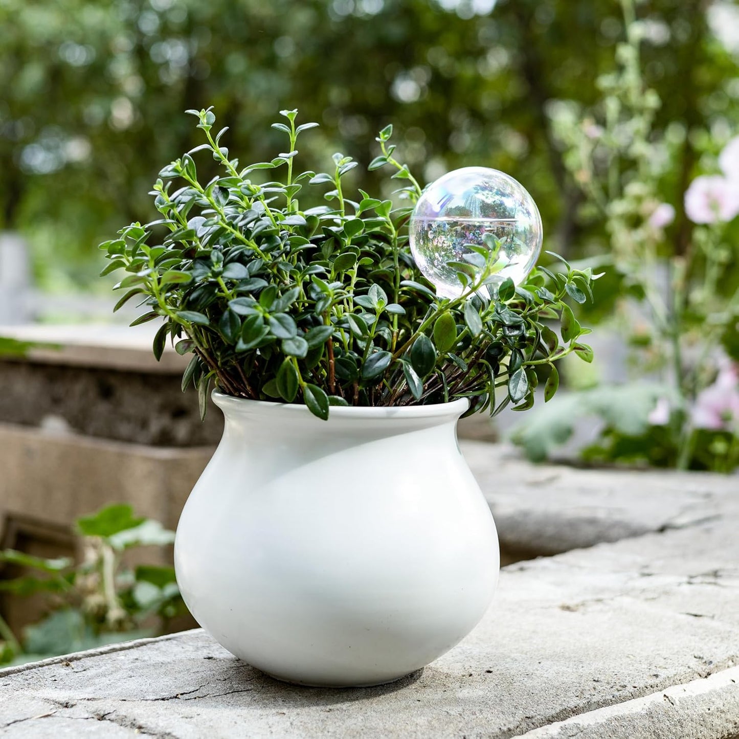 6.4 oz Medium Plant Self Watering Globes, Light Iridescent Glass Water Bulbs for Indoor Plants, Vacation Watering System, Self-Watering Stakes, Automatic Plant Waterer, 4 Pack