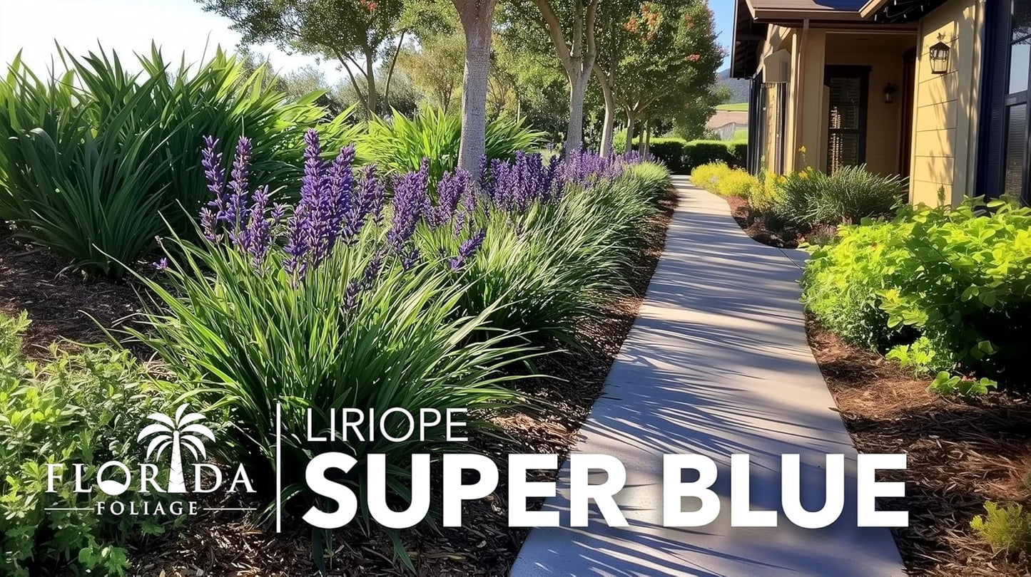 Liriope Super Blue | 3 Live Plants | Liriope muscari 'Super Blue' | Ornamental Ground Cover Plants | Shade-Tolerant Landscaping Perennial