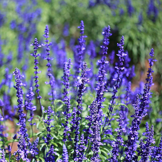 Outsidepride Blue Sage Seeds - 1/4 Lb. Perennial, Drought-Tolerant & Deer-Resistant Wildflower Seeds w/Fragrant Blooms for Pollinator Attractant for Butterfly & Hummingbird Gardens & Landscaping