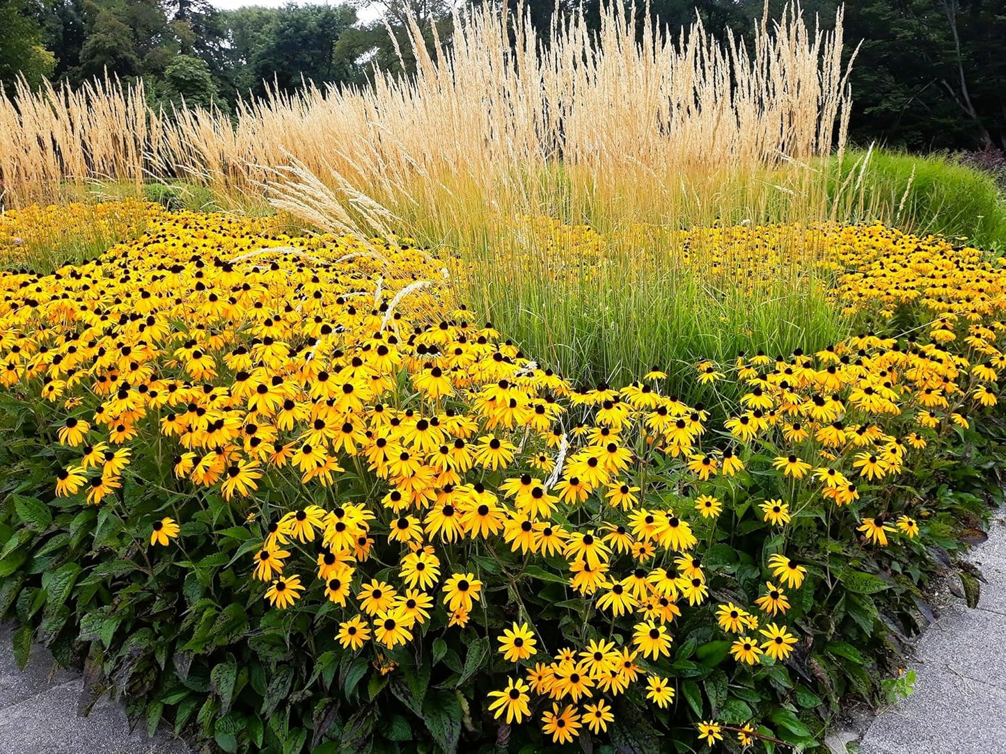 Greenwood Nursery: Live Perennial Plants - Black-Eyed Susan + Rudbeckia Fulgida 'Goldsturm' - [Qty: 1x Pint Pot] - (Click for Other Available Plants/Quantities)