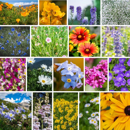 Rocky Mountain Wildflower Seeds Mix - 5 Lb Seed Pouch - 22 Wild Flower Seed Varieties - Annuals, Perennials and Bi-Annuals - Flower Garden
