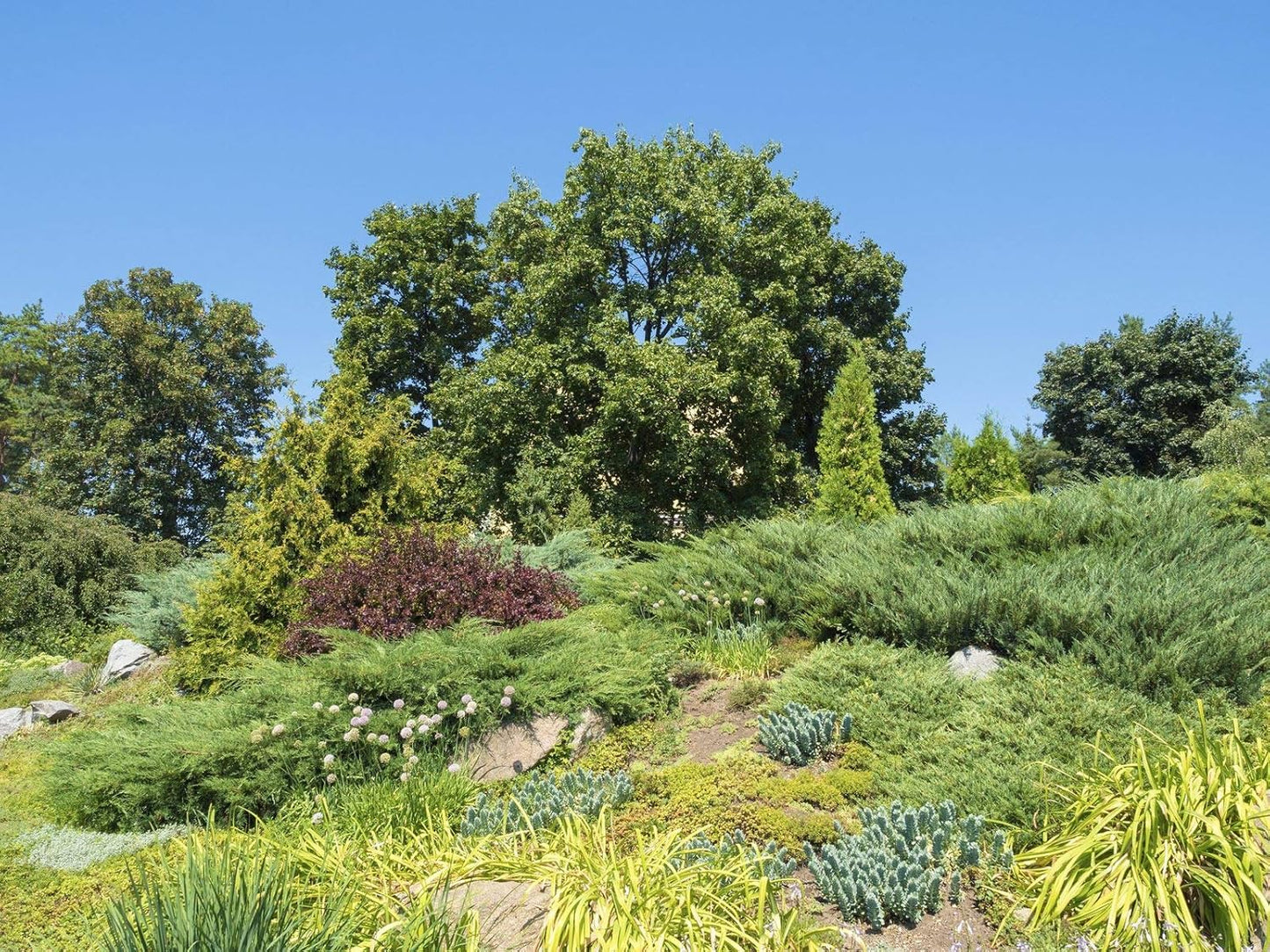 Blue Sargent Juniper - 3 Live Plants - Juniperus Chinensis - Drought Tolerant Cold Hardy Evergreen Ground Cover
