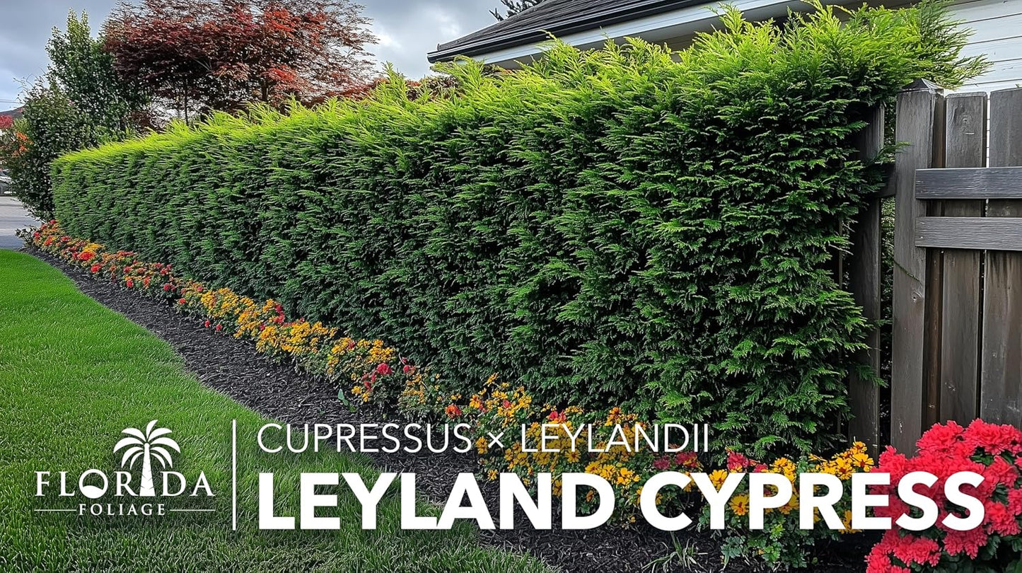 Leyland Cypress | 30 Live Plants | Cupressocyparis leylandii | Fast Growing Privacy Trees, Evergreen Landscape Plants, Drought Tolerant, Low Maintenance, Windbreak, Hardy