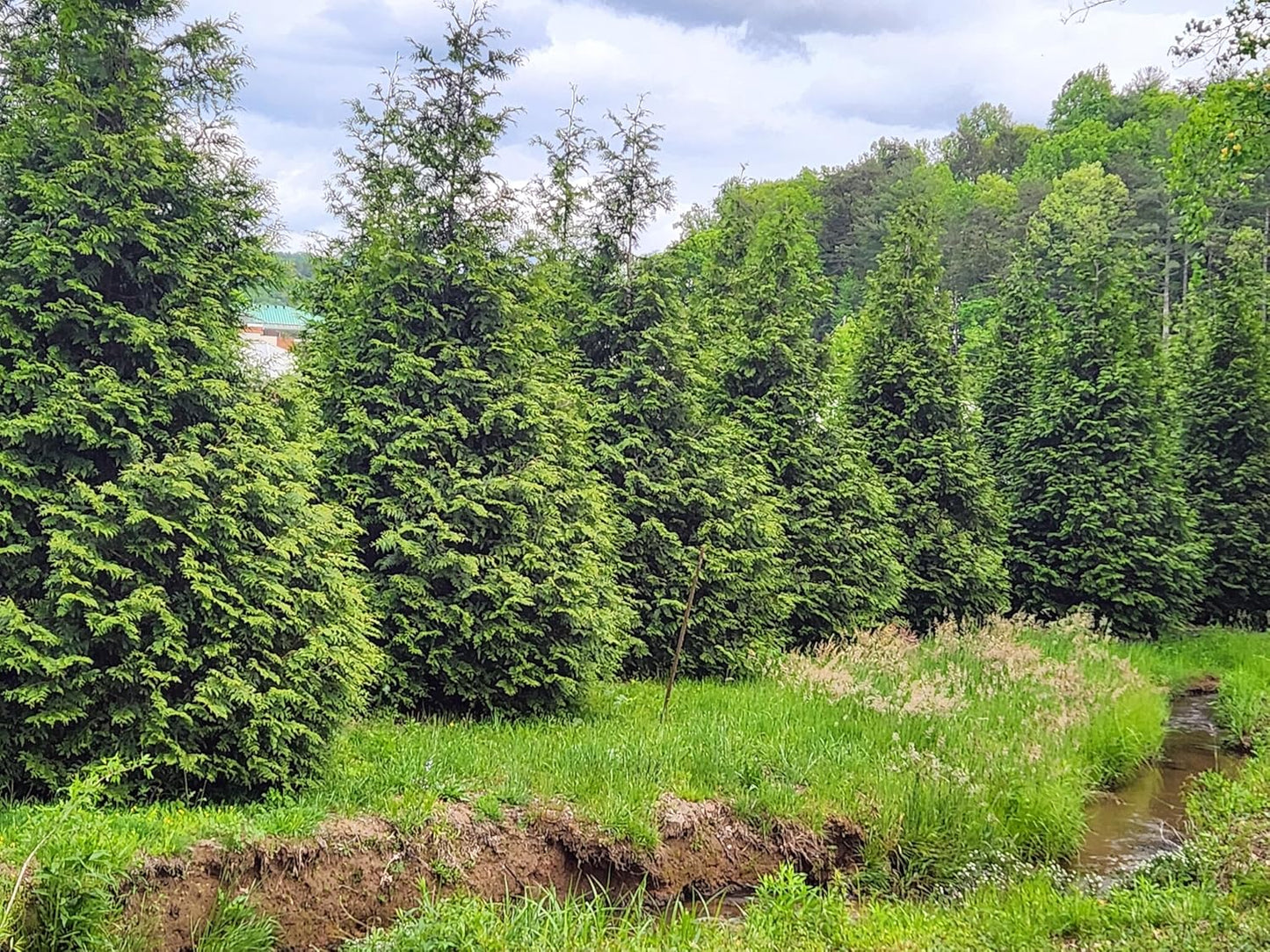 Thuja Green Giant Arborvitae Lot of 4, 3 Inch Pot