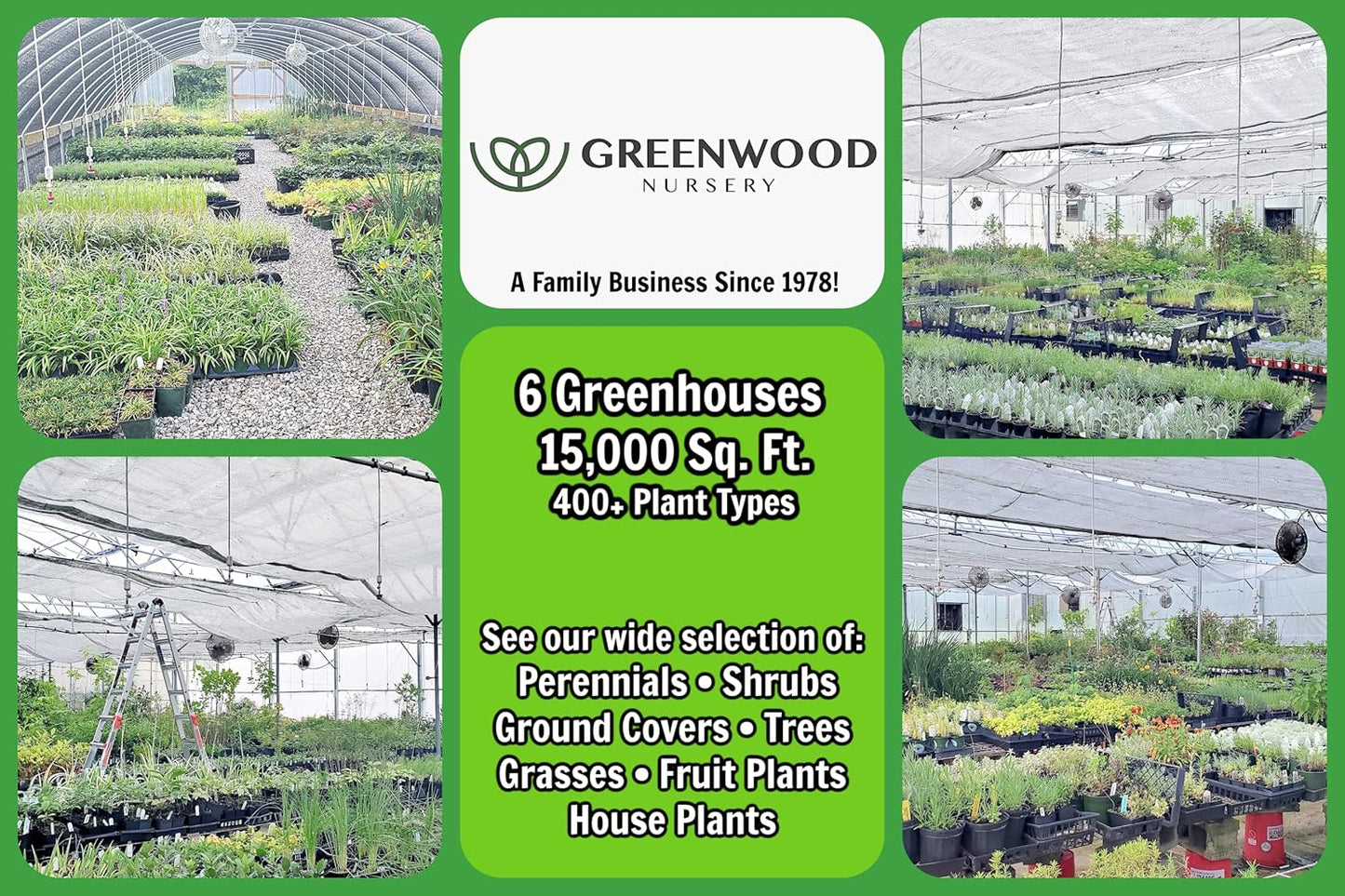 Greenwood Nursery: Live Perennial Plants - Autumn Brilliance Fern + Dryopteris Erythrosora - [Qty: 10x Pint Pots] - (Click for Other Available Plants/Quantities)