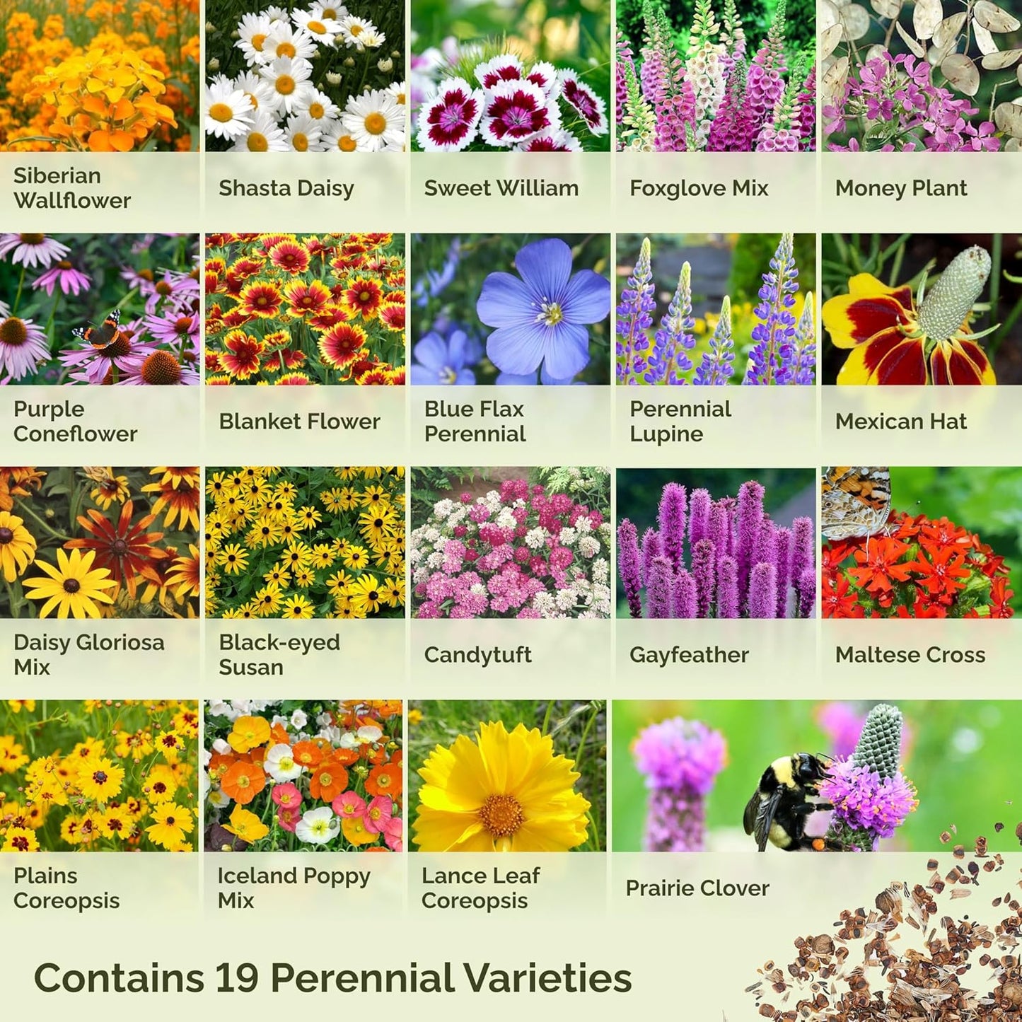 Eden Brothers All Perennial Wildflower Mixed Seeds for Planting, 25 lb, 12,000,000+ Seeds with Lupine, Shasta Daisy | Attracts Pollinators, Plant in Spring or Fall, Zones 3, 4, 5, 6, 7, 8, 9, 10