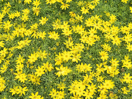 Greenwood Nursery: Live Perennial Plants - Nana Mouse Ear Tickseed + Coreopsis Auriculata - [Qty: 5X Pint Pots] - (Click for Other Available Plants/Quantities)